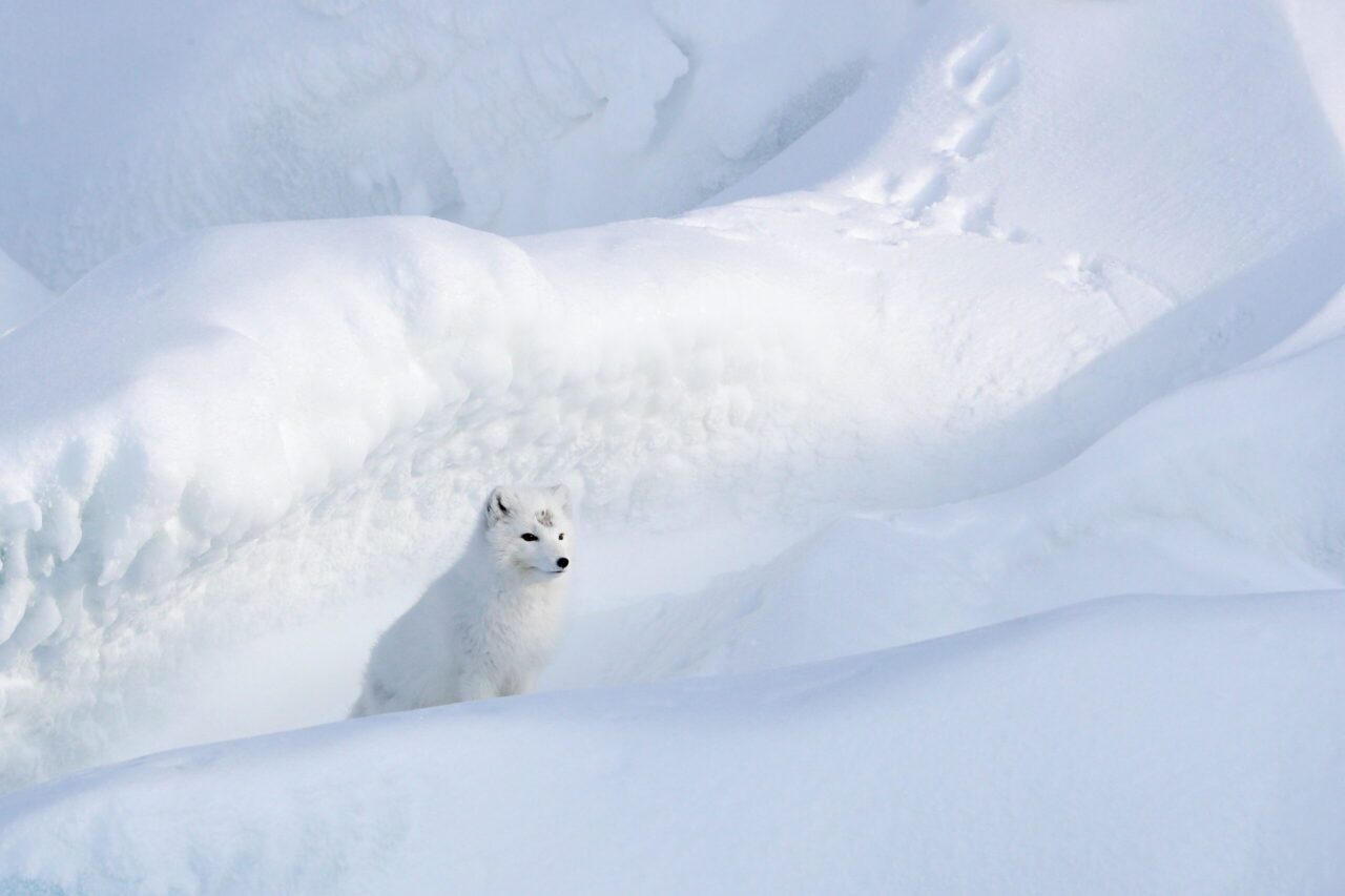 Image for Estonia’s Interests and Opportunities in the Arctic